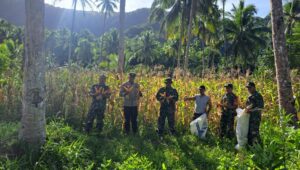 Koramil 1301-03/Tamako Menggelar Panen Jagung Bersama Kelompok Tani Kampung Binala