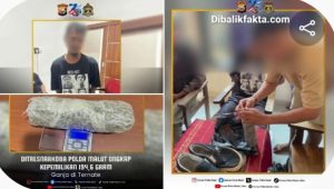 Ganja 194,6 Gram Disembunyikan dalam Sepatu, Ditresnarkoba Polda Malut Bongkar Pesanan dari Medan